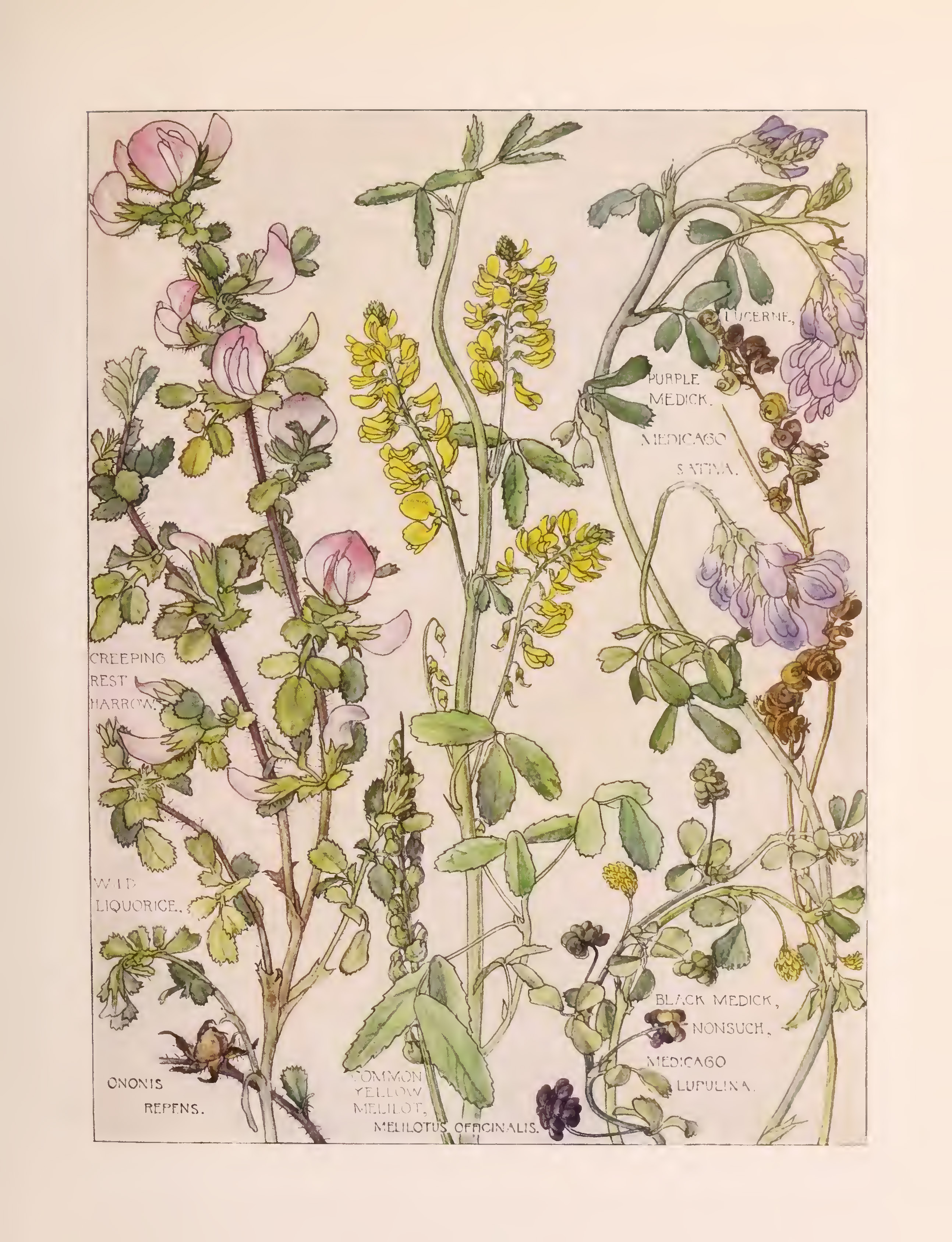 Wild Flowers of the British Isles COVE